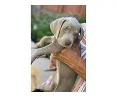 8 weeks old Weimaraner puppies ready to go now - 5
