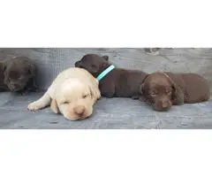 Chocolates and yellows Lab puppies available