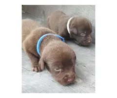Chocolates and yellows Lab puppies available - 2