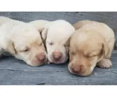 Chocolates and yellows Lab puppies available - 3