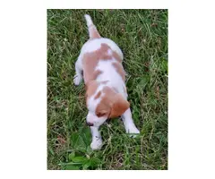 Purebred beagle puppies ready for new homes - 2