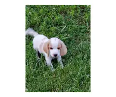 Purebred beagle puppies ready for new homes - 5