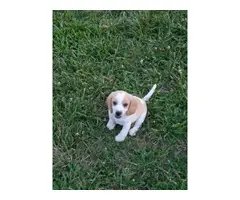 Purebred beagle puppies ready for new homes - 6