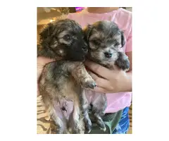 2 Morkie puppies left - 4