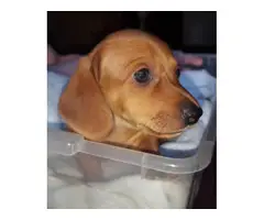 8 weeks old male Dachshund puppies for sale