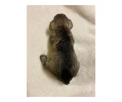 1 female Miniature Schnauzer puppy left - 3