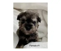 1 female Miniature Schnauzer puppy left - 4