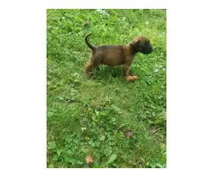 Brindle and apricot English mastiff puppies - 4