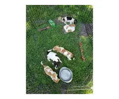 5 Jack Russell Terrier puppies ready to go for good homes only
