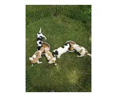 5 Jack Russell Terrier puppies ready to go for good homes only - 2