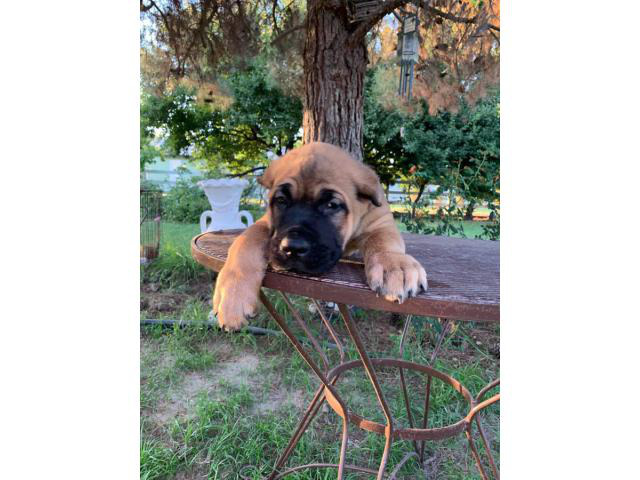 Stunning ICCF fully registered Cane Corso puppies in