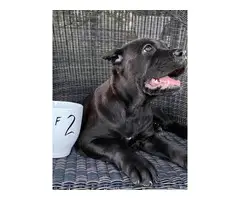 Stunning ICCF fully registered Cane Corso puppies - 3