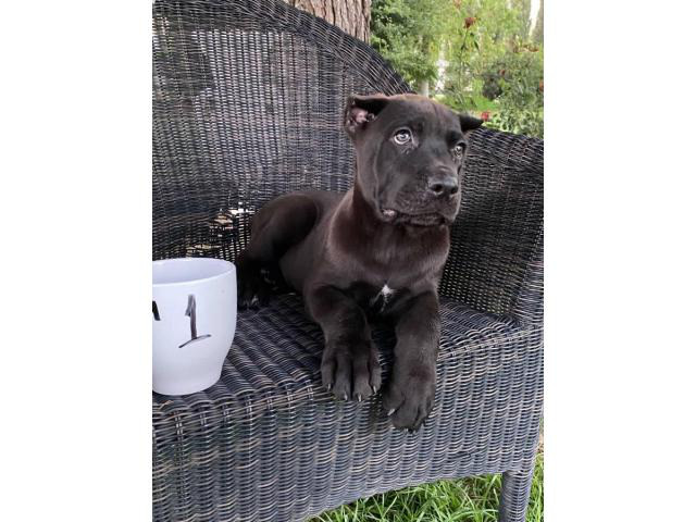 Stunning ICCF fully registered Cane Corso puppies in