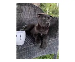 Stunning ICCF fully registered Cane Corso puppies - 4