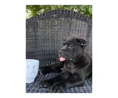 Stunning ICCF fully registered Cane Corso puppies - 5
