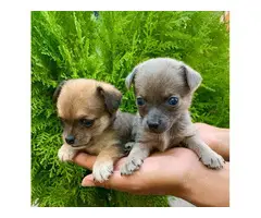 2 pretty cool Chorkie puppies to be rehomed