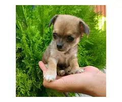 2 pretty cool Chorkie puppies to be rehomed - 5