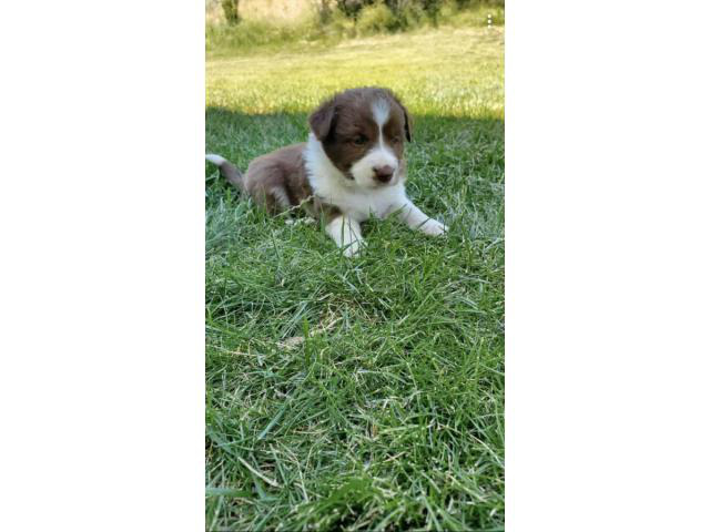 4 Border Aussie puppies waiting for a new family Twin Falls - Puppies ...