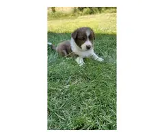 4 Border Aussie puppies waiting for a new family - 3