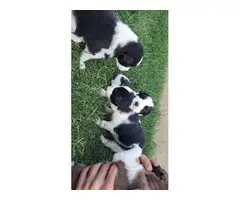 4 Border Aussie puppies waiting for a new family - 6
