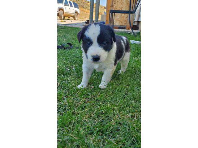 4 Border Aussie puppies waiting for a new family Twin Falls - Puppies ...