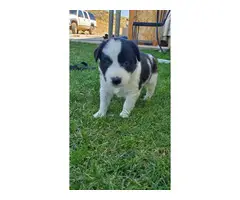 4 Border Aussie puppies waiting for a new family - 7