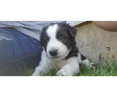 4 Border Aussie puppies waiting for a new family - 8