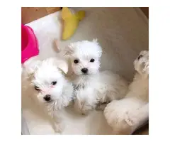 3 Adorable maltese puppies
