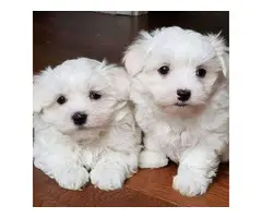 3 Adorable maltese puppies - 3