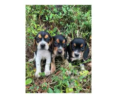2 males 1 female Beagle puppies up for sale