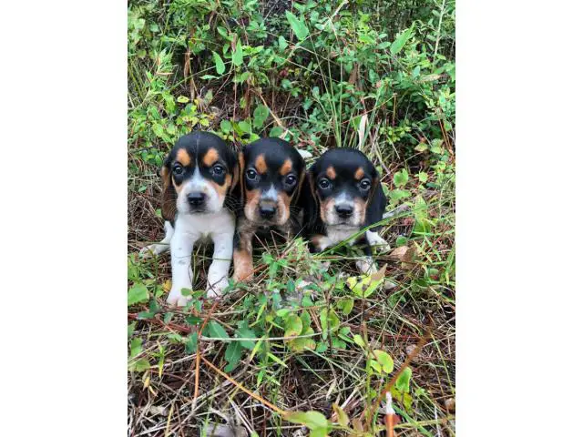 2 males 1 female Beagle puppies up for sale - 2/4