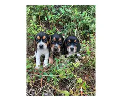 2 males 1 female Beagle puppies up for sale - 2