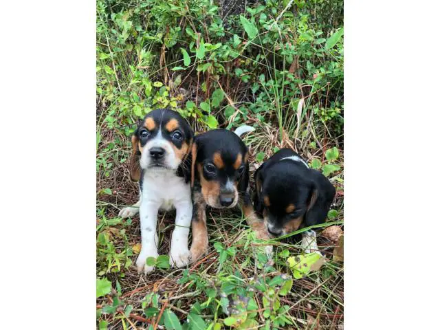 2 males 1 female Beagle puppies up for sale - 3/4