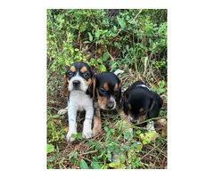 2 males 1 female Beagle puppies up for sale - 3