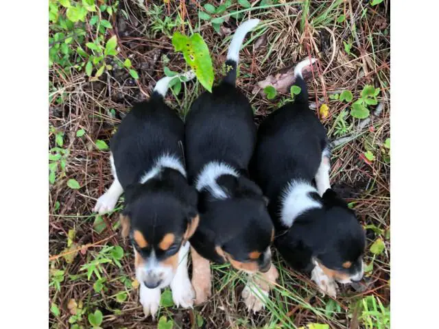 2 males 1 female Beagle puppies up for sale - 4/4