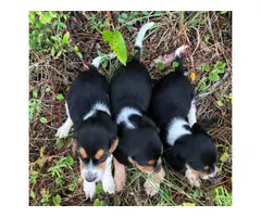 2 males 1 female Beagle puppies up for sale - 4