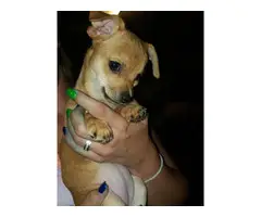 12 weeks old female Chihuahua puppies for adoption