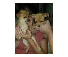 12 weeks old female Chihuahua puppies for adoption - 2