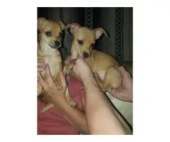 12 weeks old female Chihuahua puppies for adoption - 3