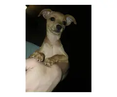 12 weeks old female Chihuahua puppies for adoption - 4