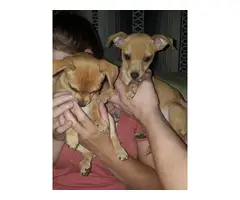 12 weeks old female Chihuahua puppies for adoption - 5