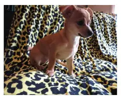 12 weeks old female Chihuahua puppies for adoption - 6