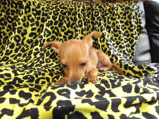 12 weeks old female Chihuahua puppies for adoption in ...