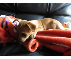 12 weeks old female Chihuahua puppies for adoption - 9