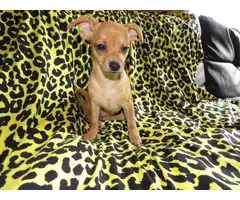 12 weeks old female Chihuahua puppies for adoption - 10