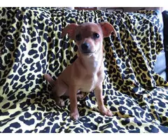 12 weeks old female Chihuahua puppies for adoption - 11