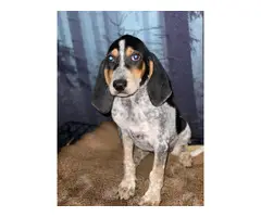 10 weeks old Bluetick Coonhound puppies for sale