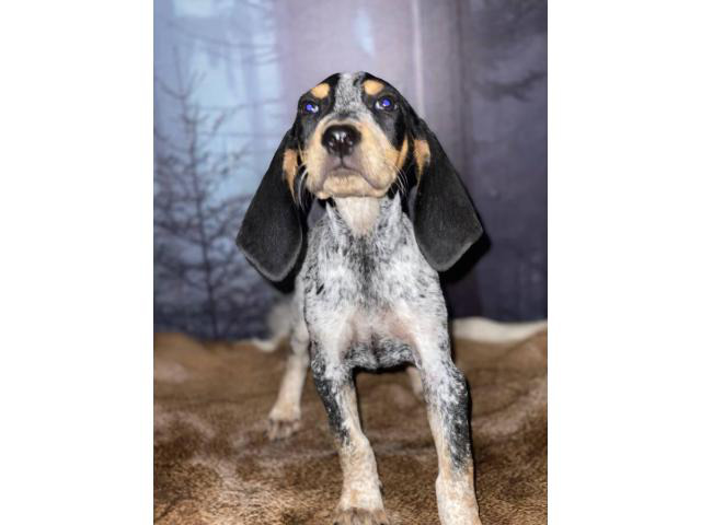 10 weeks old Bluetick Coonhound puppies for sale Saint Louis - Puppies