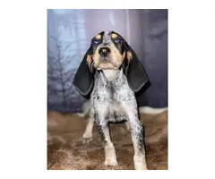10 weeks old Bluetick Coonhound puppies for sale - 2