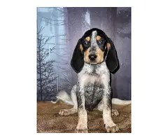 10 weeks old Bluetick Coonhound puppies for sale - 4